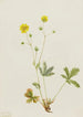 Harmaat lehdet Potentilla glaucophylla - Mary Vaux Walcott — näkymä teoksesta