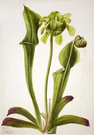 Mary Vaux Walcott - Green Pitcherplant Sarracenia orephila.webp