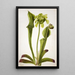 Vihreä Sarracenia orephila - Mary Vaux Walcott — kehystetty taideteos seinällä