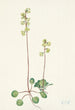 Vihreä Pyrola chlorantha - Mary Vaux Walcott — näkymä teoksesta