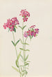 Phlox velu Phlox amoena - Mary Vaux Walcott — näkymä teoksesta