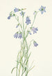 Pyöreälehtinen kellokukka Campanula rotundifolia - Mary Vaux Walcott — näkymä teoksesta