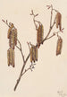 Aulne coudrier Alnus regosa - Mary Vaux Walcott — näkymä teoksesta