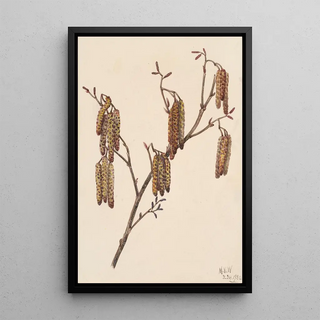 Mary Vaux Walcott - Hazel Alder Alnus regosa.webp