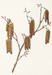 Aulne coudrier Alnus rugosa - Mary Vaux Walcott — näkymä teoksesta