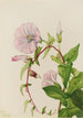 Liseron des haies Calystegia Convolvulus sepium - Mary Vaux Walcott — näkymä teoksesta