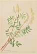 Hedysarum sulphurescens - Mary Vaux Walcott — näkymä teoksesta
