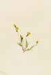 Hieracium gracile - Mary Vaux Walcott — näkymä teoksesta