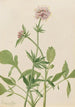 Heliotropi Valériana Valeriana sitchensis - Mary Vaux Walcott — näkymä teoksesta