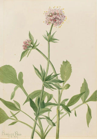 Mary Vaux Walcott - Heliotrope Valerian Valeriana sitchensis.webp
