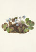 Hepatica americana - Mary Vaux Walcott — näkymä teoksesta