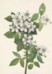 Ronce des haies Rubus argutus - Mary Vaux Walcott — näkymä teoksesta