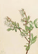 Metsämarjakori Vaccinium corymbosum - Mary Vaux Walcott — näkymä teoksesta
