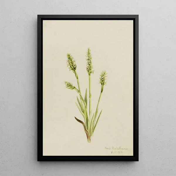 Mary Vaux Walcott - Hooded LadiesTresses Ibidium strictum.webp