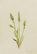 Spiranthes à capuchon Ibidium strictum - Mary Vaux Walcott — näkymä teoksesta