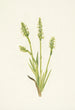 Spiranthes à capuchon Ibidium strictum - Mary Vaux Walcott — näkymä teoksesta