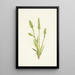 Spiranthes à capuchon Ibidium strictum - Mary Vaux Walcott — kehystetty taideteos seinällä