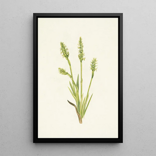 Mary Vaux Walcott - Hooded Ladiestresses Ibidium strictum (Case Conflict).webp