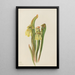 Sarracénie à capuchon Sarracenia minor - Mary Vaux Walcott — kehystetty taideteos seinällä