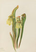 Sarracénie à capuchon Sarracenia minor - Mary Vaux Walcott — näkymä teoksesta