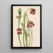 Sarracenia hybridi - Mary Vaux Walcott — kehystetty taideteos seinällä
