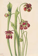 Sarracenia hybridi - Mary Vaux Walcott — näkymä teoksesta