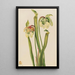 Sarracenia hybridi Sarracenia minor - Mary Vaux Walcott — kehystetty taideteos seinällä