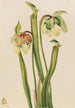Sarracenia hybridi Sarracenia minor - Mary Vaux Walcott — näkymä teoksesta