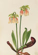 Sarracenia hybridi Sarracenia minor x psittacina - Mary Vaux Walcott — näkymä teoksesta