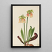 Sarracenia hybridi Sarracenia minor x psittacina - Mary Vaux Walcott — kehystetty taideteos seinällä