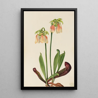 Mary Vaux Walcott - Hybrid Pitcherplant Sarracenia minor x psittacina.webp