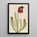 Sarracenia hybridi Sarracenia rubra x purpurea venosa - Mary Vaux Walcott — kehystetty taideteos seinällä