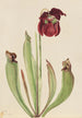 Sarracenia hybridi Sarracenia rubra x purpurea venosa - Mary Vaux Walcott — näkymä teoksesta