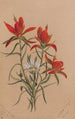 Castilléjie Castilleja rhexifolia - Mary Vaux Walcott — näkymä teoksesta