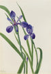 Iris Iris-lajit - Mary Vaux Walcott — näkymä teoksesta