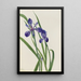 Iris Iris-lajit - Mary Vaux Walcott — kehystetty taideteos seinällä