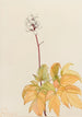 Aktaea suurikukkainen Actaea arguta - Mary Vaux Walcott — näkymä teoksesta