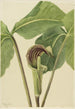 Arisaema triphyllum - Mary Vaux Walcott — näkymä teoksesta