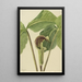 Arisaema triphyllum - Mary Vaux Walcott — kehystetty taideteos seinällä