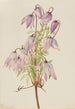 Clematis pseudoalpina - Mary Vaux Walcott — näkymä teoksesta
