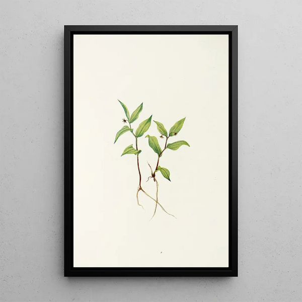 Mary Vaux Walcott - Kruhsea flower Kruhsea streptopoides.webp