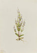Gentiana acaule Gentiana acuta - Mary Vaux Walcott — näkymä teoksesta