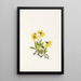 Arnica louiseana - Mary Vaux Walcott — kehystetty taideteos seinällä
