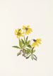 Arnica louiseana - Mary Vaux Walcott — näkymä teoksesta