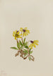Arnica louisiana - Mary Vaux Walcott — näkymä teoksesta