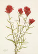 Castilleja lancifolia - Mary Vaux Walcott — näkymä teoksesta