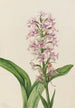 Habenaria grandiflora - Mary Vaux Walcott — näkymä teoksesta