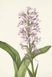 Habenaria grandiflora - Mary Vaux Walcott — näkymä teoksesta