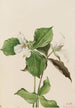 Trillium grandiflorum - Mary Vaux Walcott — näkymä teoksesta