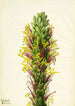 Agave lechuguilla - Mary Vaux Walcott — näkymä teoksesta